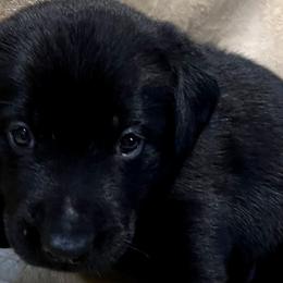 Boy 4 - Labrador Retriever puppy in Effingham, South Carolina from Stagecoach Retrievers