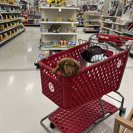 Dachshund Puppies from Ella's Mini Long Haired Dachshunds