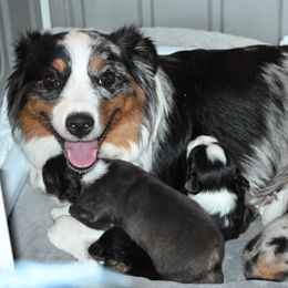 Miniature American Shepherd puppies from Moon Phase Kennel