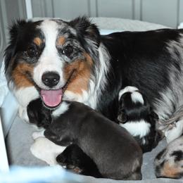 Miniature American Shepherd puppies from Moon Phase Kennel