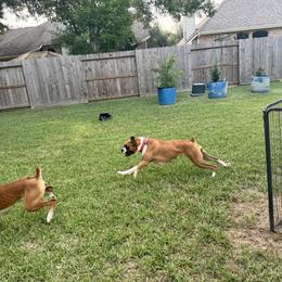 Boxer and French Bulldog All Grown Up from Doggoland