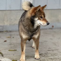 Shiba Inu from Midnight Shiba Kennel