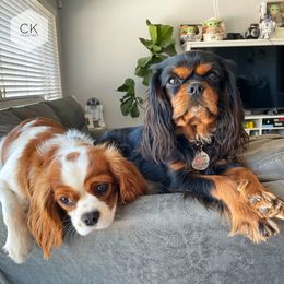 Cavalier King Charles Spaniel Puppies from Chris & Katie Cavaliers