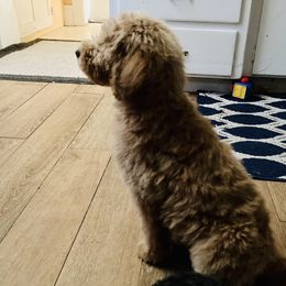 Cavapoo and Poodle Puppies from Happy Tails Poods and Doods