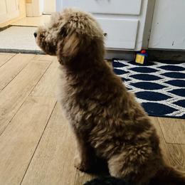 Cavapoo and Poodle Puppies from Happy Tails Poods and Doods