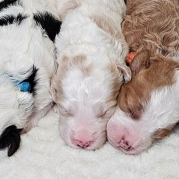 Oregano - Red male Bernedoodle puppy in Granton, Wisconsin from Rose River Farms