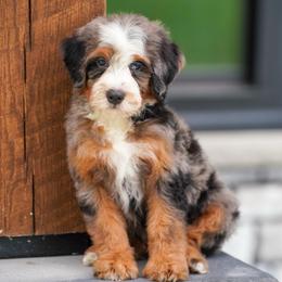 Luigi - Blue merle male Bernedoodle puppy in Dundee, Ohio from Down Home Doodle