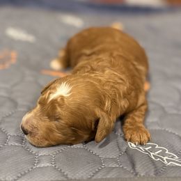 RED BOY - Red  male Poodle puppy in Wentworth, South Dakota from PaintersPreciousPoodles