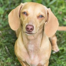 Olive 🫒 - Dachshund