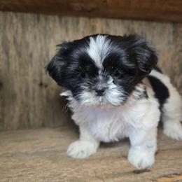 Clea - Black and white female Shih Tzu puppy in Mountain Grove, Missouri from Precious Puppies