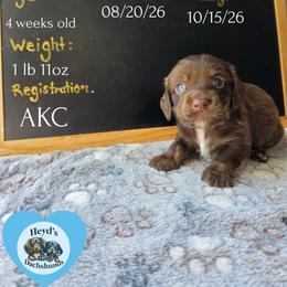 Poseidon - Chocolate and tan male Dachshund puppy in Hoquiam, Washington from Heyd's Mini Dachshunds