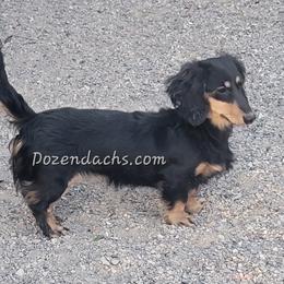Emma - Dachshund