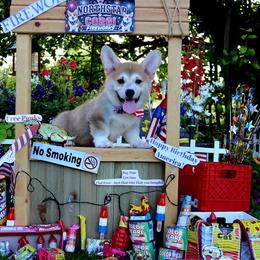 Bart - Red male Pembroke Welsh Corgi puppy in Pollock, Missouri from Northstar