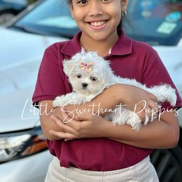 Goldendoodle and Maltese Puppies from Little Sweetheart Puppies