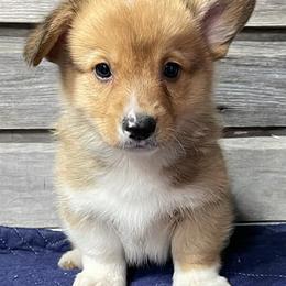 Pembroke Welsh Corgis from Sophie's Corgies