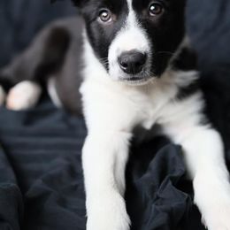 Border Collie Puppies from By Design Farm