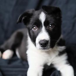 Border Collie Puppies from By Design Farm