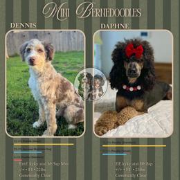 Bernedoodle puppies from Kallams Bernedoodles & Bernese Mountain Dogs