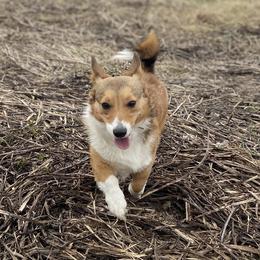 Jessie - Pembroke Welsh Corgi