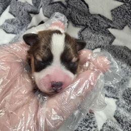 Cider - Red white and sable male Papillon puppy in Hollister, Missouri from Swan Creek Kennel