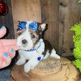 Gizmo - Parti male Yorkshire Terrier puppy in Howe, Oklahoma from Ray Holder