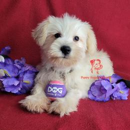 Boy 2 - male Miniature Schnauzer puppy in Fairhope, Alabama from Puppy Sugars Kennels