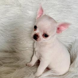 Kiss - Cream and white female Chihuahua puppy in Allentown, Pennsylvania from Tsunami Cockers & Chihuahuas