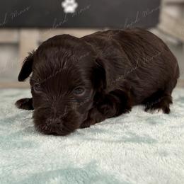 Mocha - Liver female Miniature Schnauzer puppy in Hockley, Texas from Dixieland Miniature Schnauzers