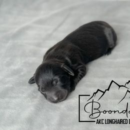 Midnight - Black Dachshund puppy in Clyde Park, Montana from Boondachs FKA Koch’s Mini Dachshunds