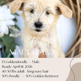 Macchiato - Apricot male Goldendoodle puppy in Wilson, North Carolina from Cedar Creek Doodles