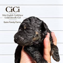 Cici Phantom English - Phantom female Goldendoodle puppy in Grove, Oklahoma from Guinn Family Farms