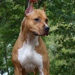 American Staffordshire Terriers from FireWater Kennels