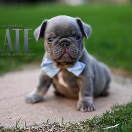 SLATE 4000 - Tricolors male French Bulldog puppy in Blue Ridge, Texas from Beason’s HomeGrown Frenchies