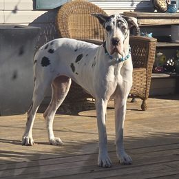 Reagan - Great Dane