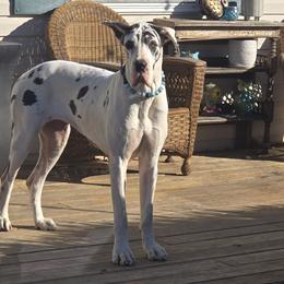 Reagan - Great Dane