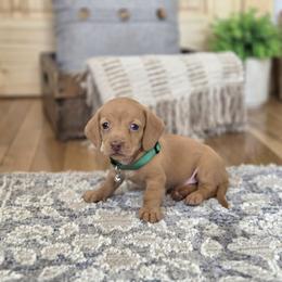 AKC Meet Gil :) - Red male Dachshund puppy in Centerville, Iowa from Barnyard Dachshunds, Dals & Doodles