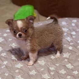 6000 Fredrick ( charting 3-4 pounds) - Chocolate blue male Chihuahua puppy in East Syracuse, New York from Blissful’s Chihuahuas