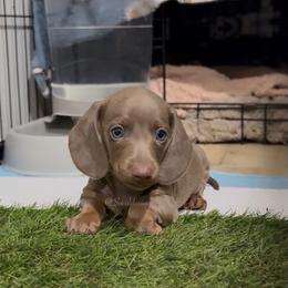 Leroy - Fawn (isabella) and tan male Dachshund puppy in Apple Valley, California from Socaldoxies