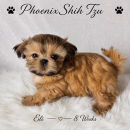 Eli (Was Meatball) - Gold male Shih Tzu puppy in Hayden, Idaho from Phoenix Shih Tzu