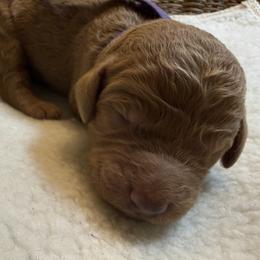 Purple - Chocolate female Goldendoodle puppy in Clermont, Florida from Da Ruba Doodles