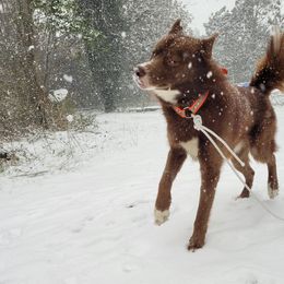 Siberian Huskies from Winters Siberians