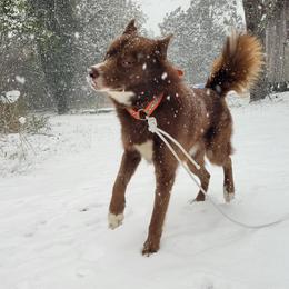Siberian Huskies from Winters Siberians