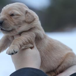 Girl 2 - Golden female Golden Retriever puppy in Lucasville, Ohio from Trusting Hearts Kennel