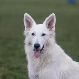 Desi - White female Berger Blanc Suisse puppy in Chestnut, Illinois from Fireside Fernweh