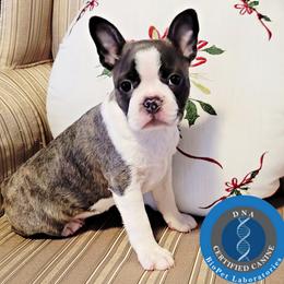 Kodiak - Brindle and white male Boston Terrier puppy in Spartanburg, South Carolina from Our Gang Bostons