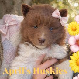 Girl 4 - Red and white female Siberian Husky puppy in Terre Haute, Indiana from April's Huskies