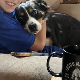 Australian Shepherd Puppies from Westrip Angus & Aussies