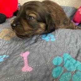 Cream brindle boy - Brindle male Dachshund puppy in Wolf Lake, Indiana from Canisteo Dachshunds