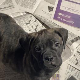 Grace - Red fawn brindle female Bullmastiff puppy in South Attleboro, Massachusetts from Bessettes Bullies