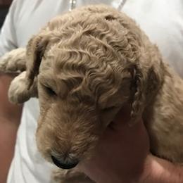 Goldendoodle Puppies from Da Ruba Doodles